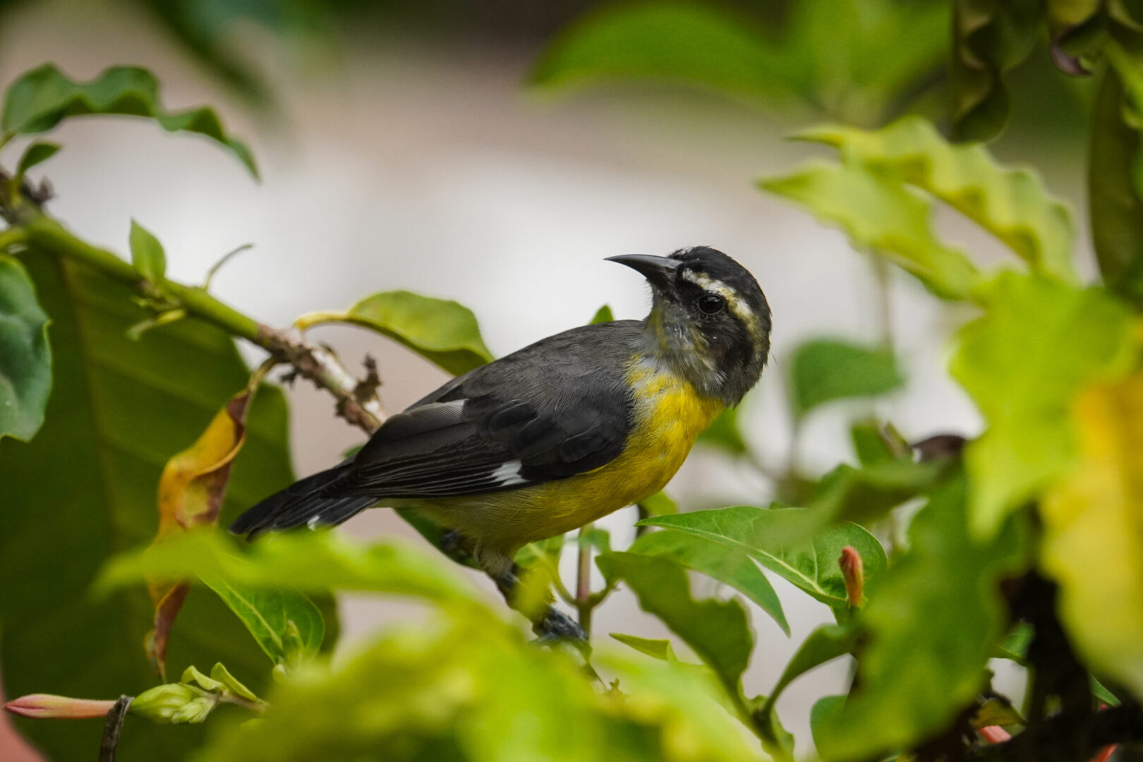 Drake Bay Costa Rica